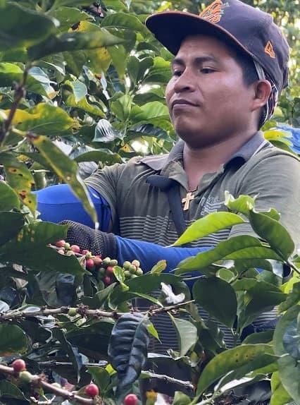 Trabajo de recolección y selección en Finca La Isabela.