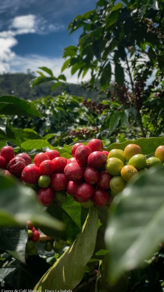 Cerezas de café maduras en una planta de Finca La Isabela.