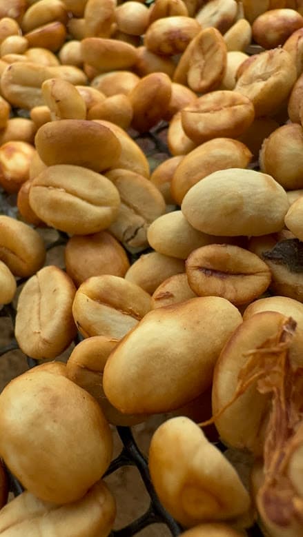 Selección de cerezas de café en Finca La Isabela.