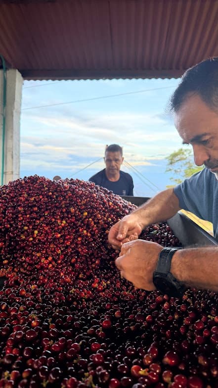 Selección de cerezas de café recolectadas en Finca La Isabela.